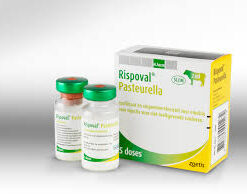 Buy Rispoval Pasteurella 25d